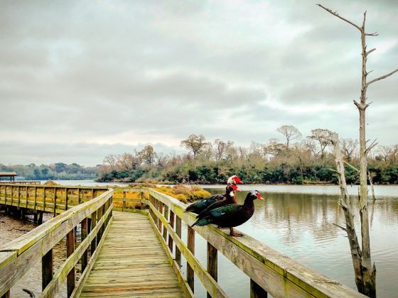 湾湿地生態公園