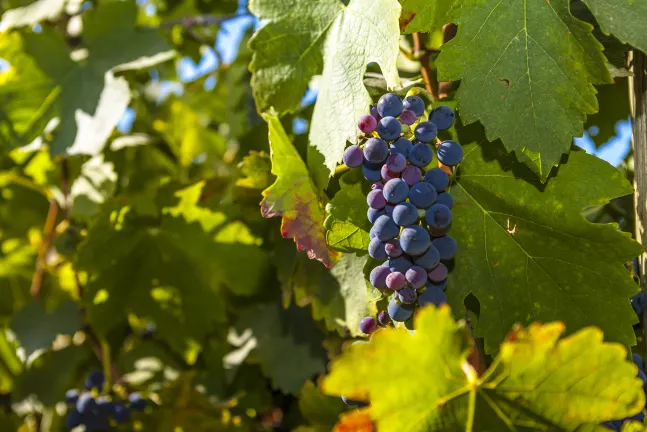 Burdigala Homes - les Apparts de la Course