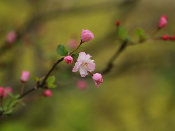 Sai Shicheng Flower Park