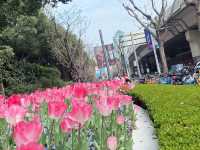 Tulip season in Jing’an 
