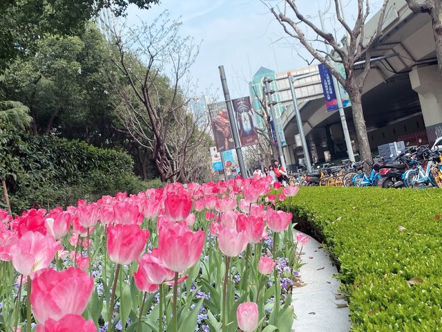 Tulip season in Jing’an 