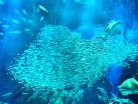【連島沙洲上嘅水族館｜福岡「海洋世界海之中道」水族館】