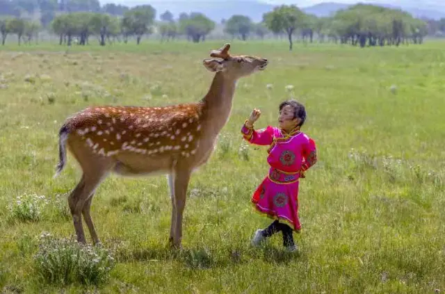 Sika Deer Feeding in Chifeng