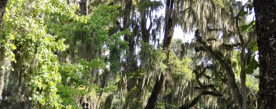 Cypress Gardens