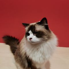 熊猫奶茶(小西街总店) User Photo