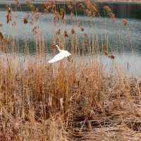 Attractive natural lake and park