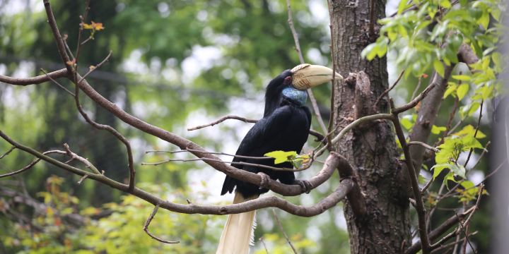 Nanjing Hongshan Forest Zoo