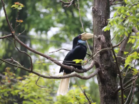 홍산삼림동물원