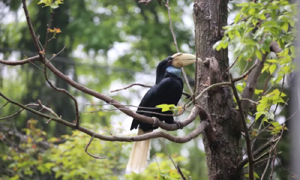Nanjing Hongshan Forest Zoo