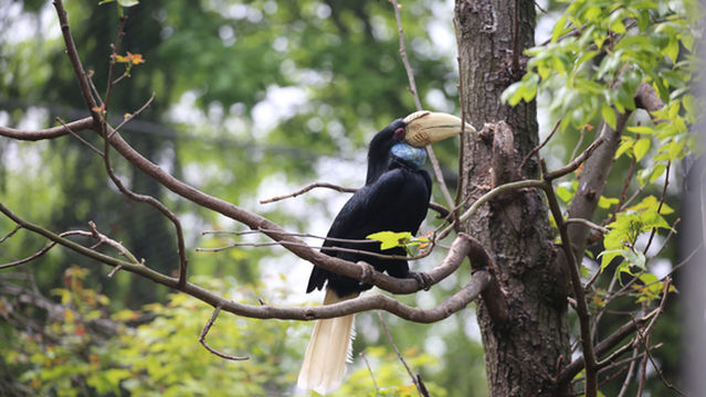 Nanjing Hongshan Forest Zoo