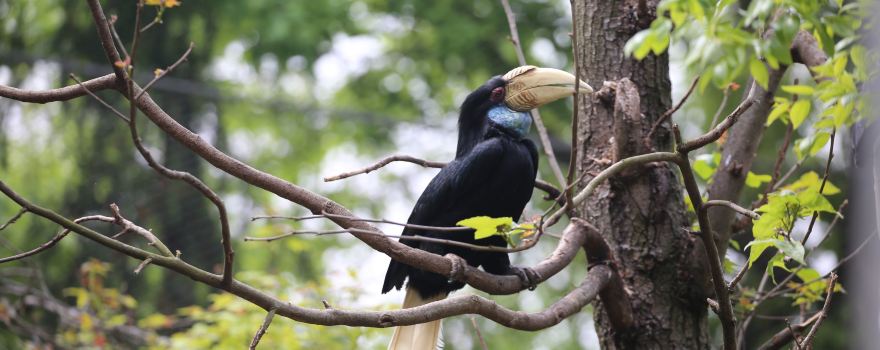 紅山森林動物園