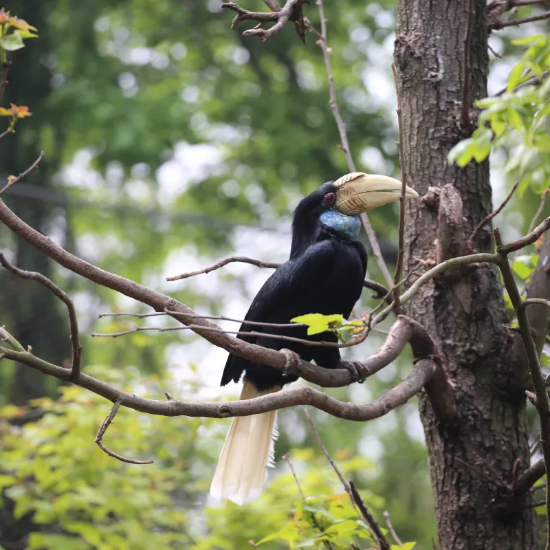 紅山森林動物園