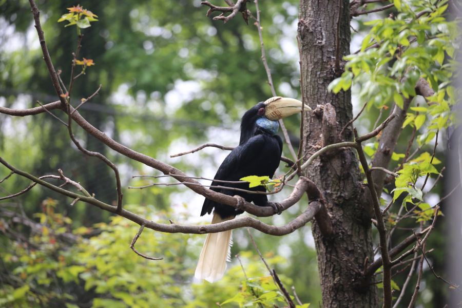 紅山森林動物園