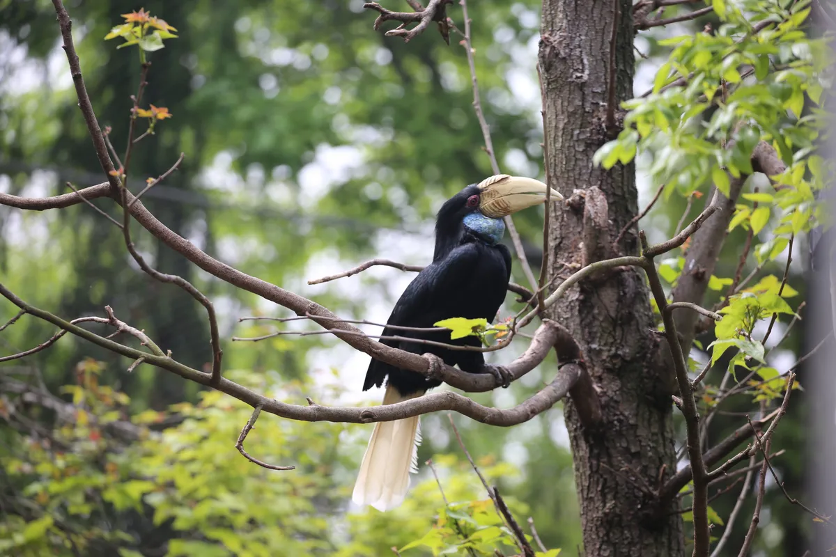 Nanjing Hongshan Forest Zoo