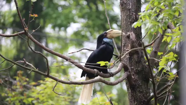 紅山森林動物園