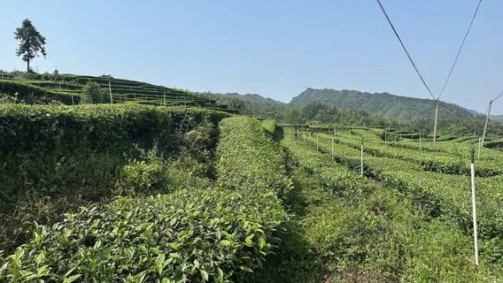Luming Tea Sea Tourist Scenic Area