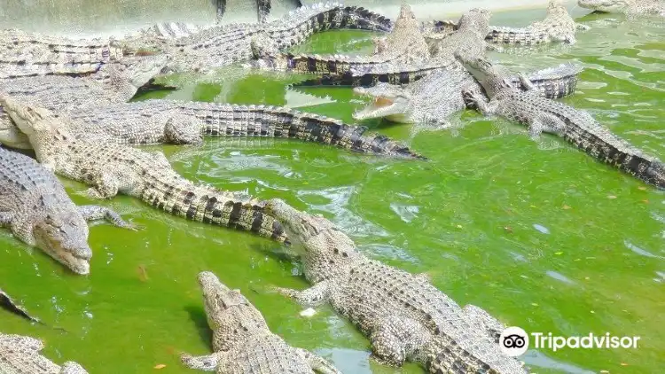 Hotels near Davao Crocodile Park
