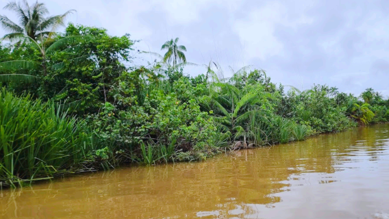Bongawan Wetland