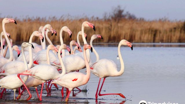 Ornithological Park of Pont de Gau
