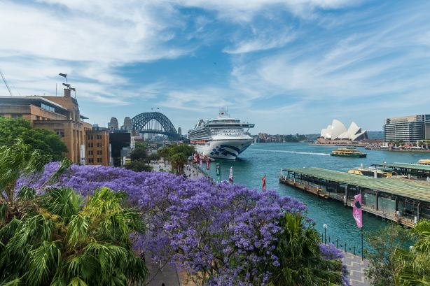 Jacaranda Tree Viewing in Sydney