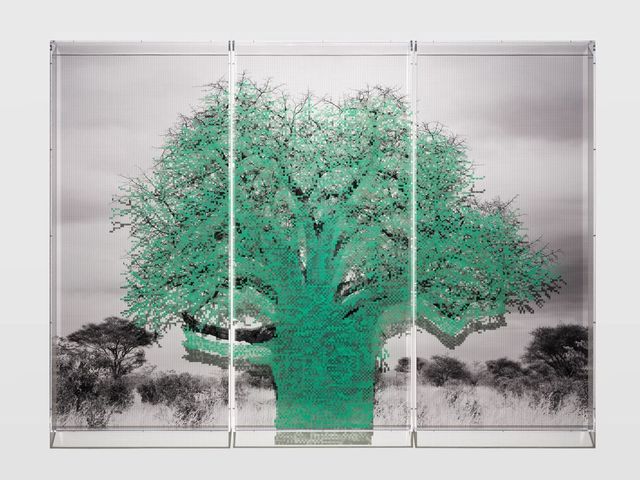 Charles Gaines: Numbers and Trees: Baobabs of Tanzania | Hauser & Wirth