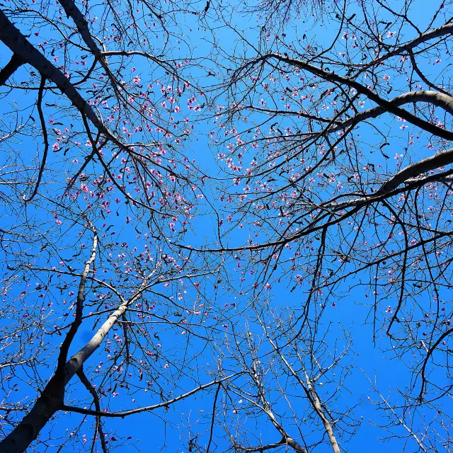 Admire the Magnolias in Weifang