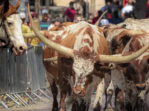 Fort Worth Stockyards