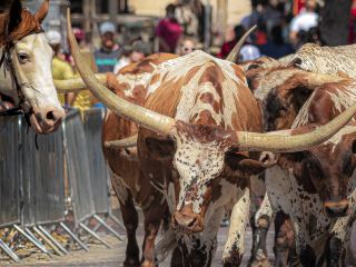 Hotel Stockyards Fort Worth