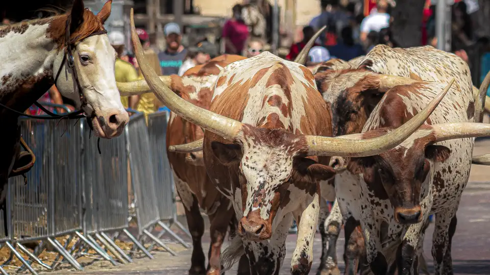 2_Fort Worth Stockyards