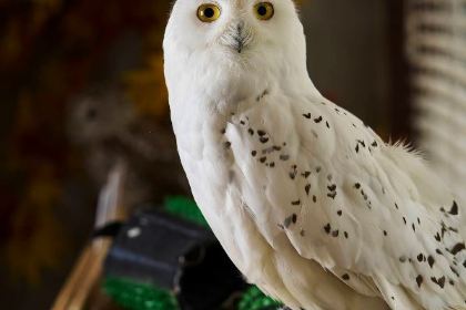 Boomah, The Owl Café