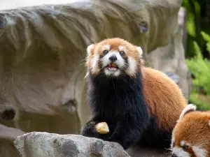 Guangzhou Zoo