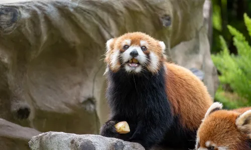 Guangzhou Zoo