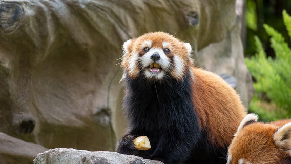 Guangzhou Zoo