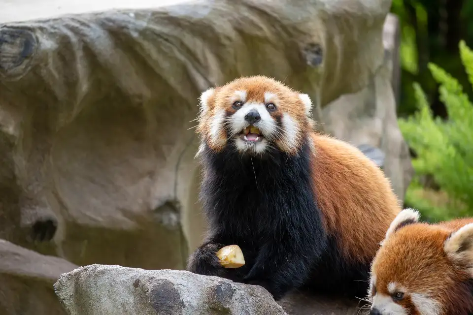 1_Guangzhou Zoo
