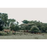 Baluran Savanna