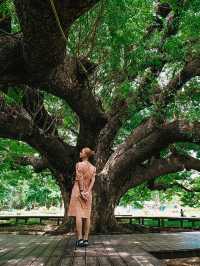 Amazing ต้มจามจุรียักษ์ กาญจนบุรี