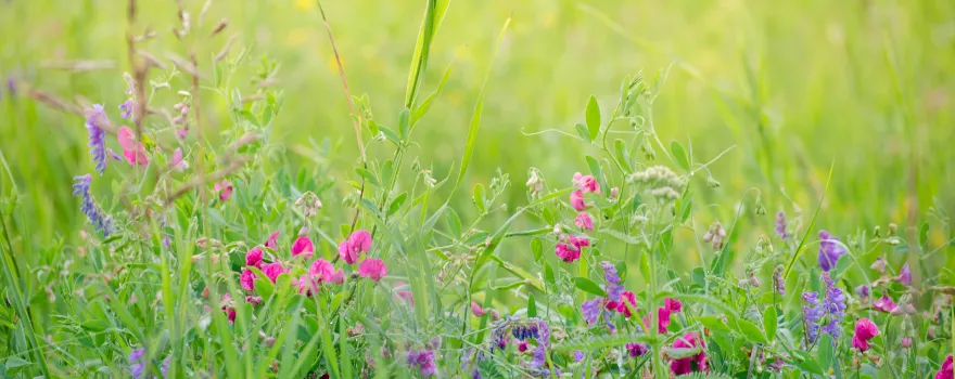 Wuhua Meadow