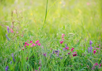 Wuhua Meadow