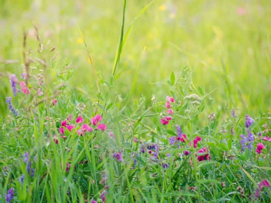 Wuhua Meadow