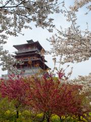 Fengle Sakura Garden