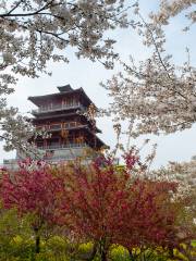 豊楽桜園