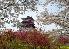 Fengle Sakura Garden