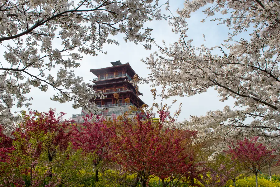 古柏渡豐樂櫻花園