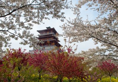 古柏渡豐樂櫻花園