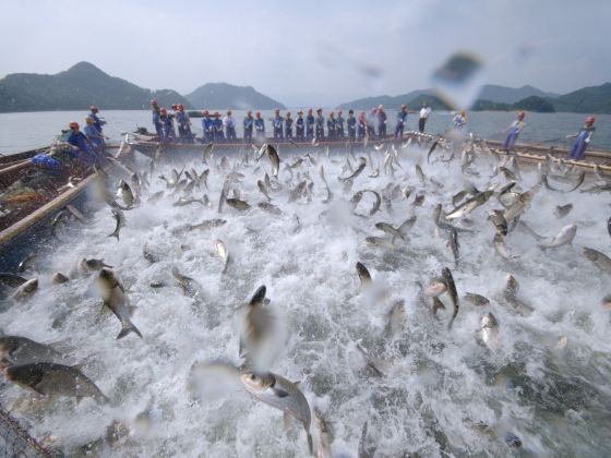 Qiandao Lake Fishing