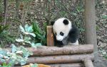 Luanchuanzhuhai Yesheng Zoo