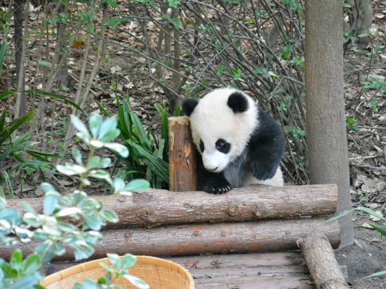 치촨주하이 야생동물원