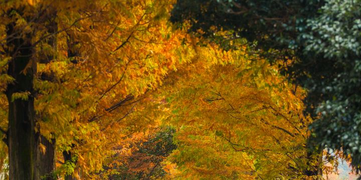 Damyang Metasequoia Road