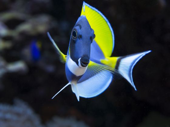 濟州島Aqua Planet水族館