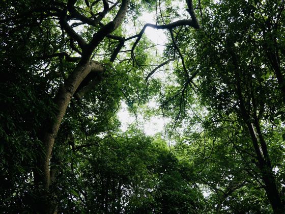 Guangxi Precious Tree Species Exhibition Garden